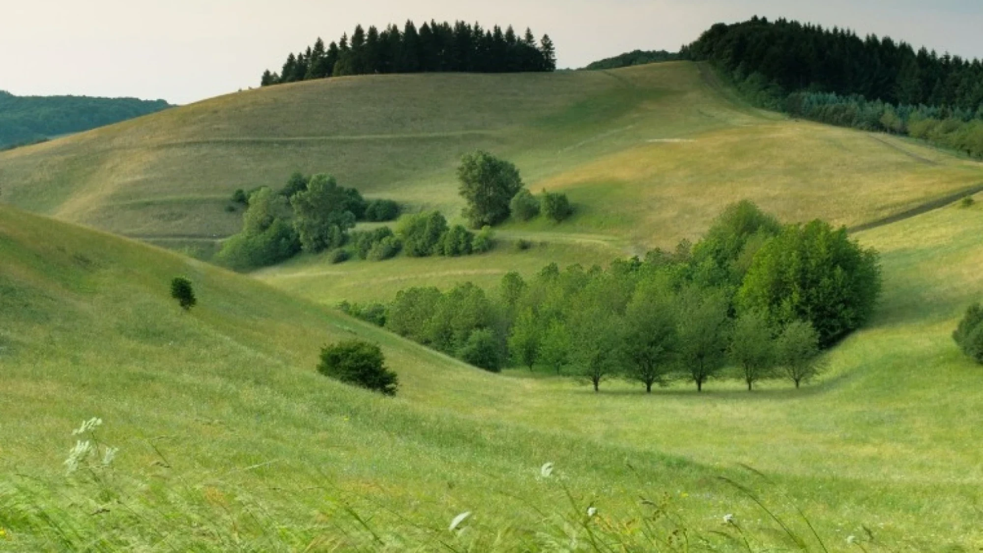 Site web : Swiss 3000, Maisons bois