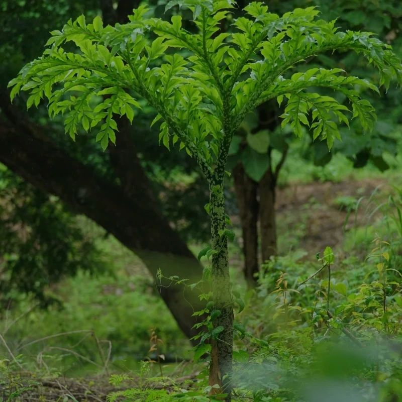 Site web : Kalys, Farines de konjac