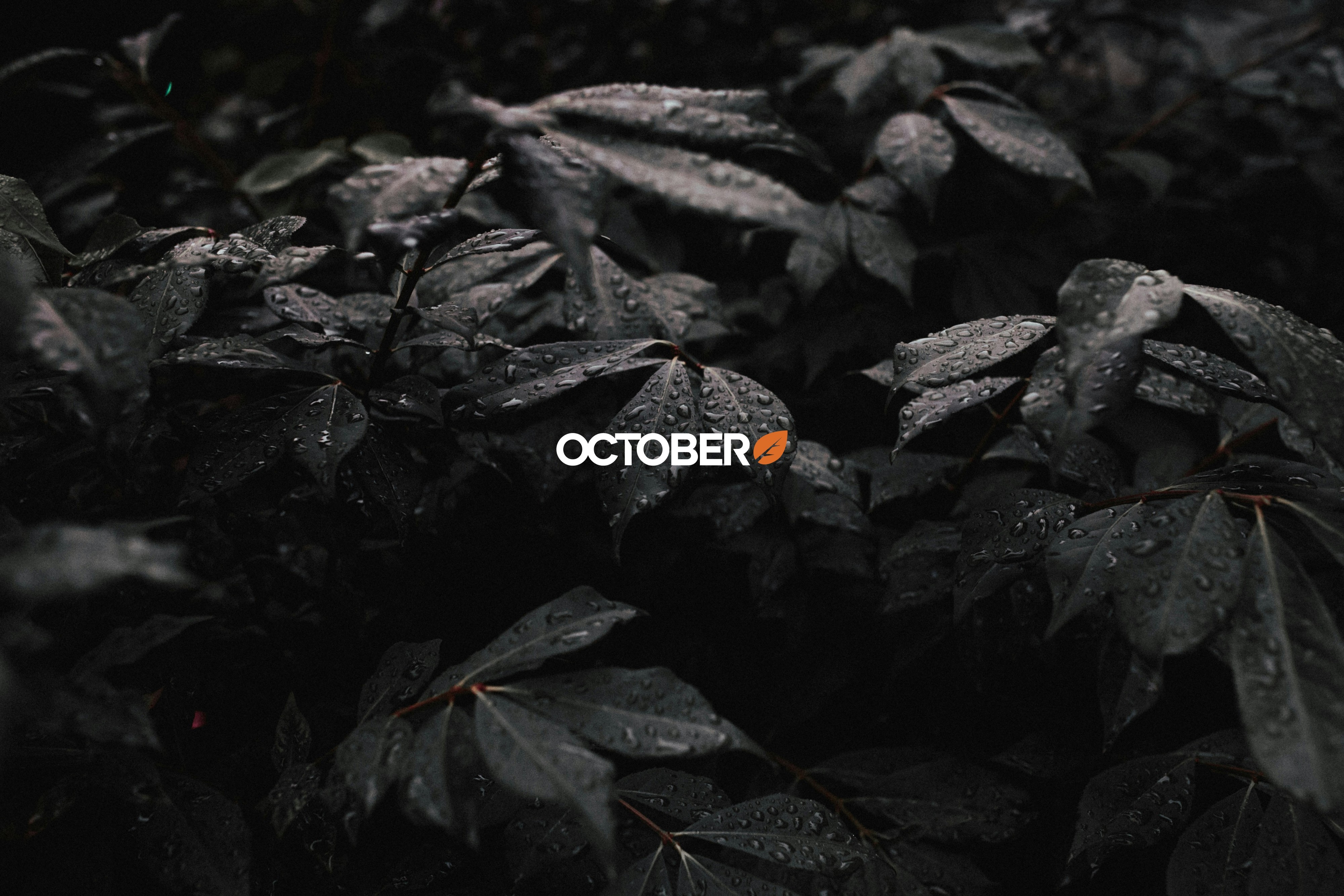 Un dÃ©veloppeur travaillant avec October CMS